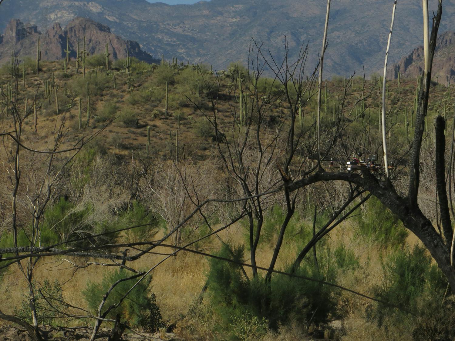 Dead trees