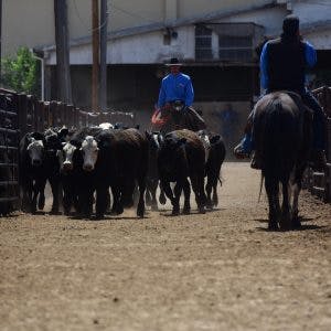 Herding some cattle