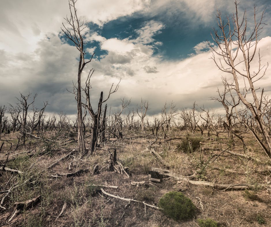Image of Burnt Trees