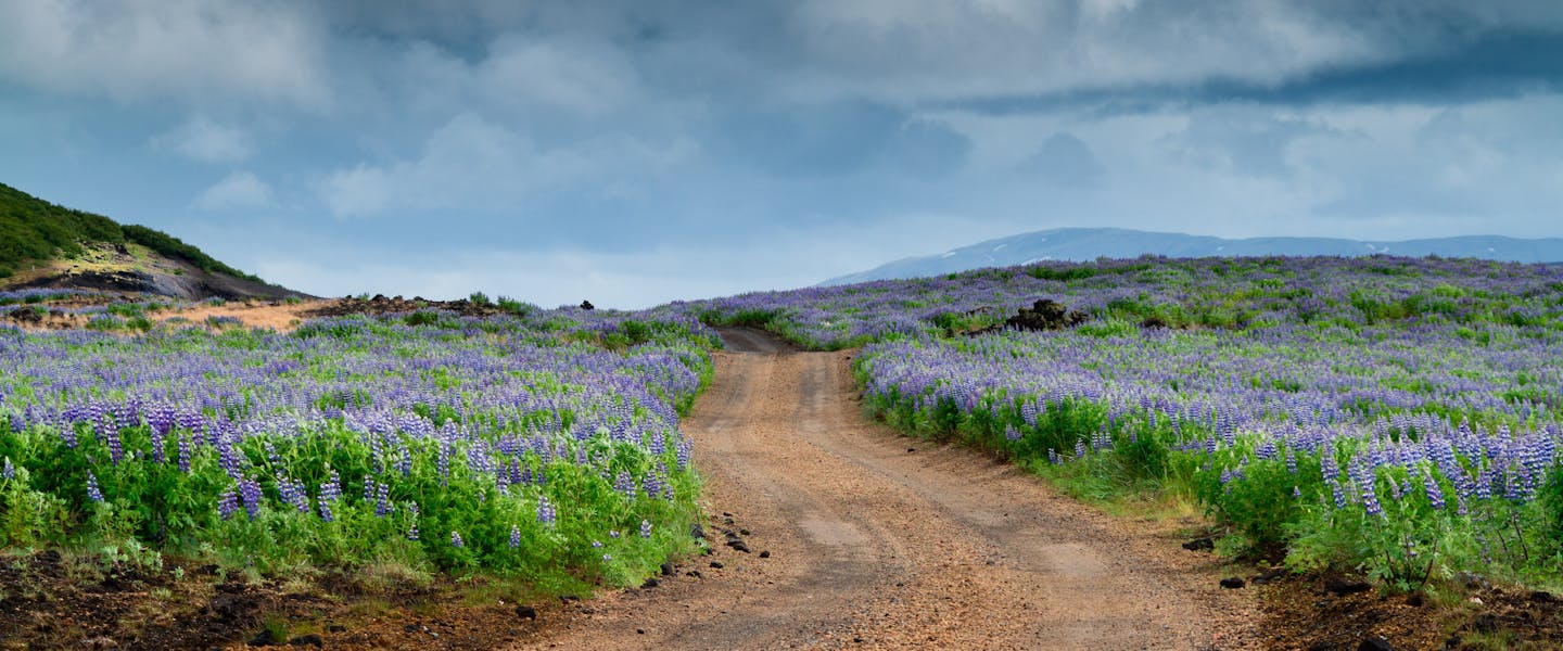 Moldarvegur í gegnum lúpínubreiðu