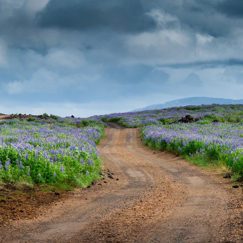 Moldarvegur í gegnum lúpínubreiðu