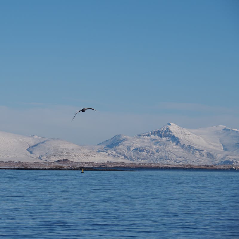 Fugl flýgur yfir sjó, snjódrifin fjöll í fjarska