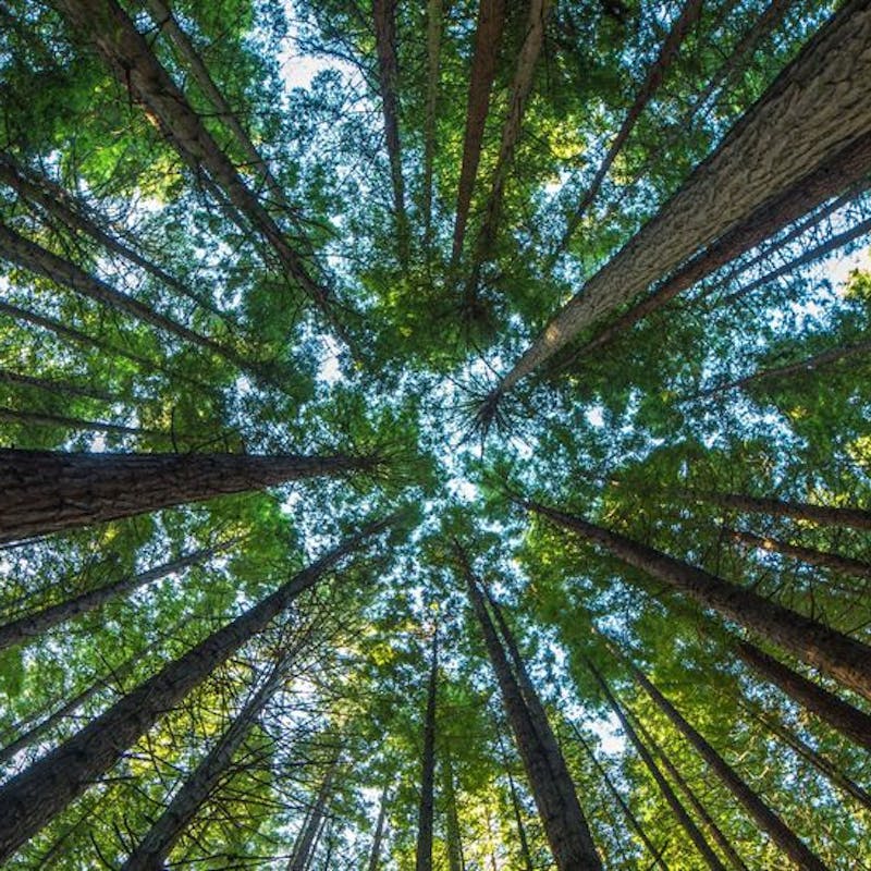 Útsýni upp trjástólpa, sólin skín á græna trjátoppana