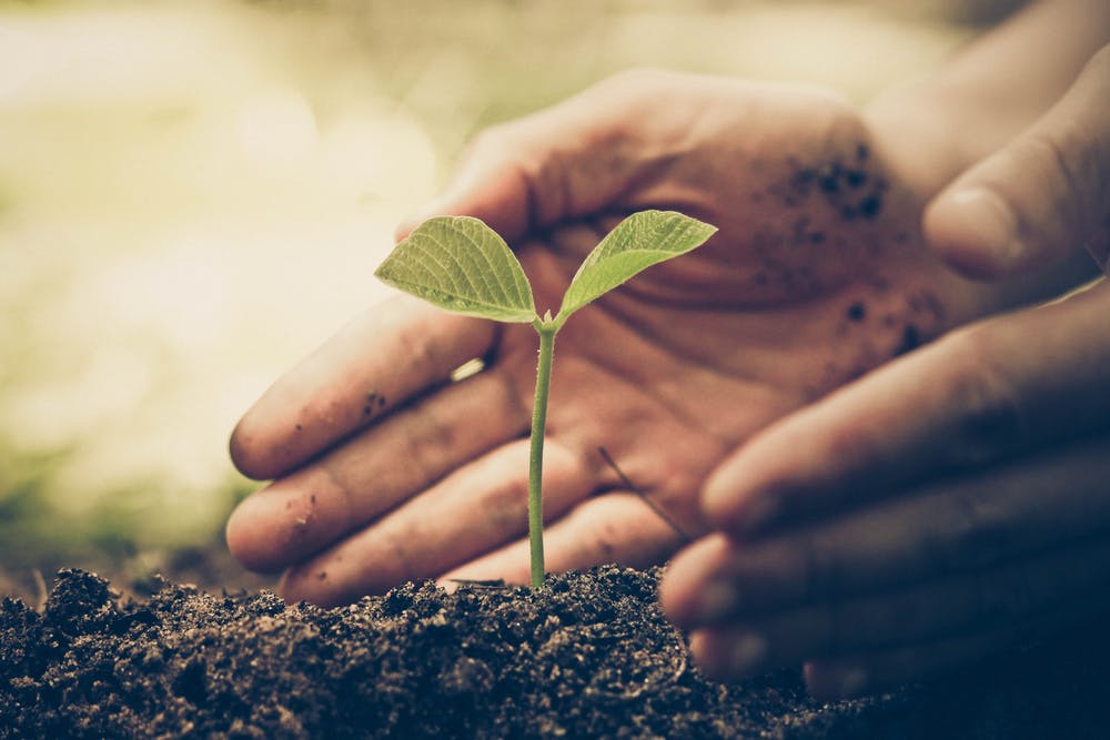 Hands of farmer growing and nurturing tree growing on fertile soil, protect nature