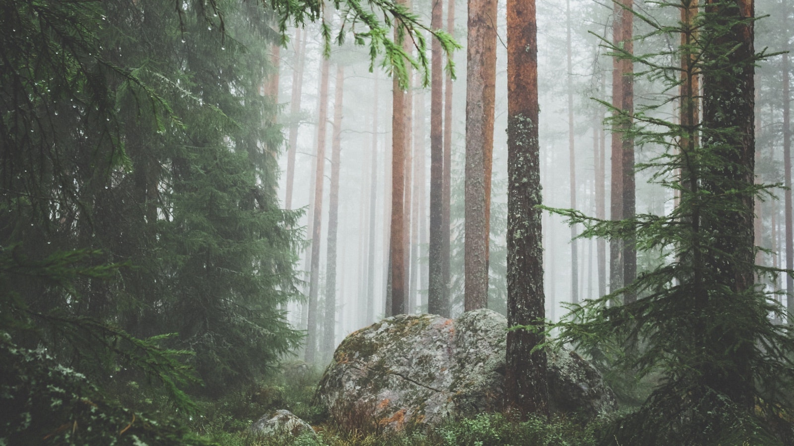 Moody Northern forest view