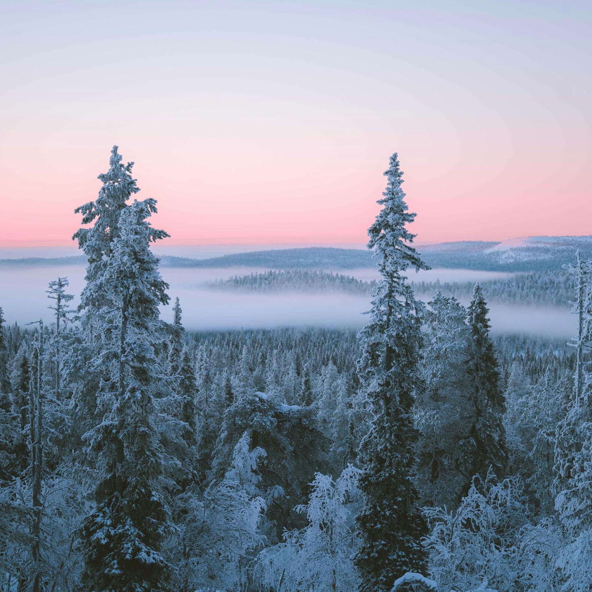 A winter landscape from the forest of Finnish Lapland