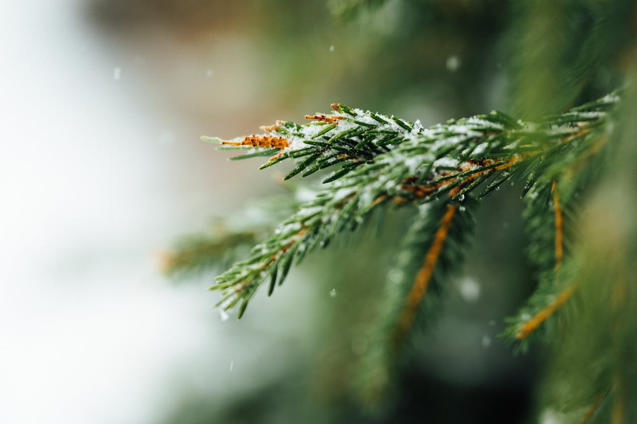A close-up of a snowy conifer