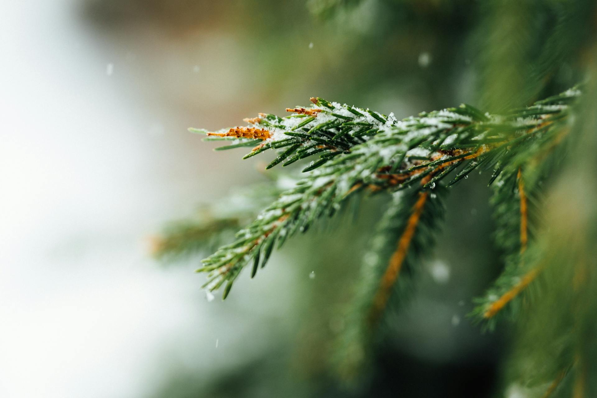 A close-up of a snowy conifer