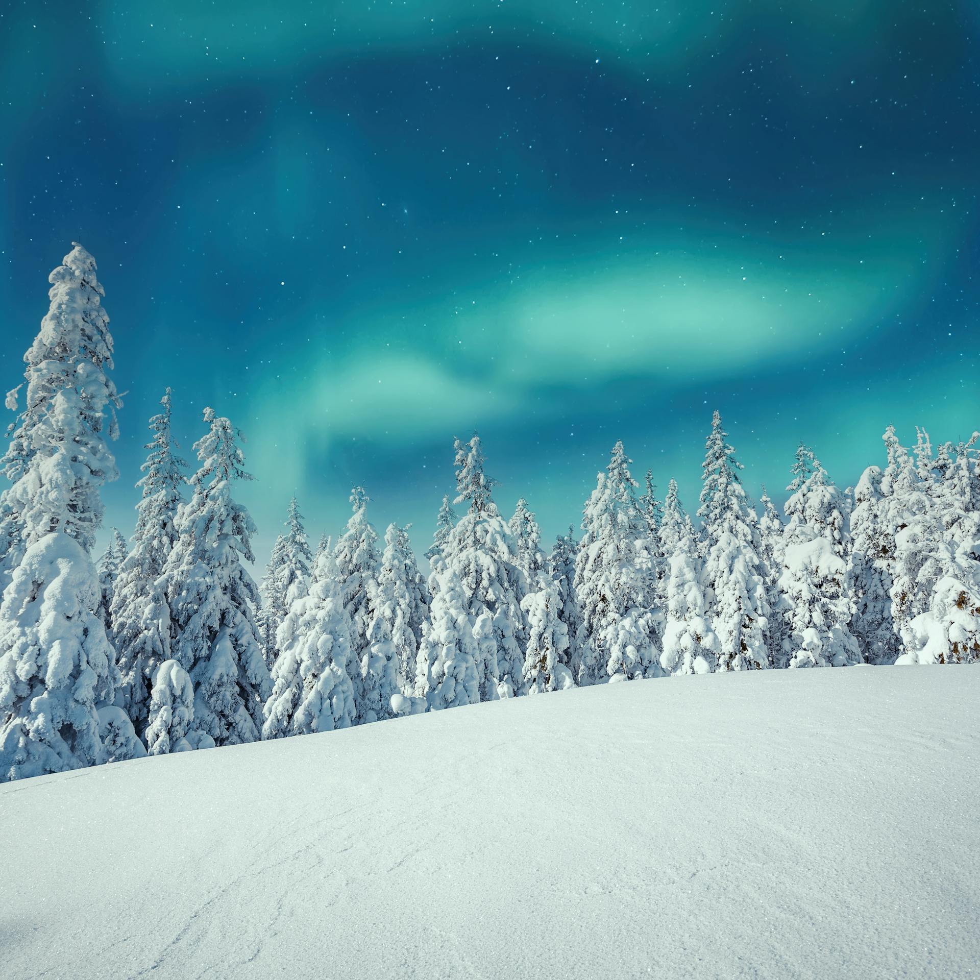 Aurora borealis over the frosty forest