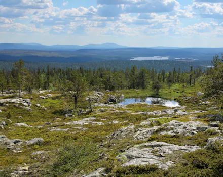 Suomalaista Lapin maisemaa kesällä, Särkitunturilla.