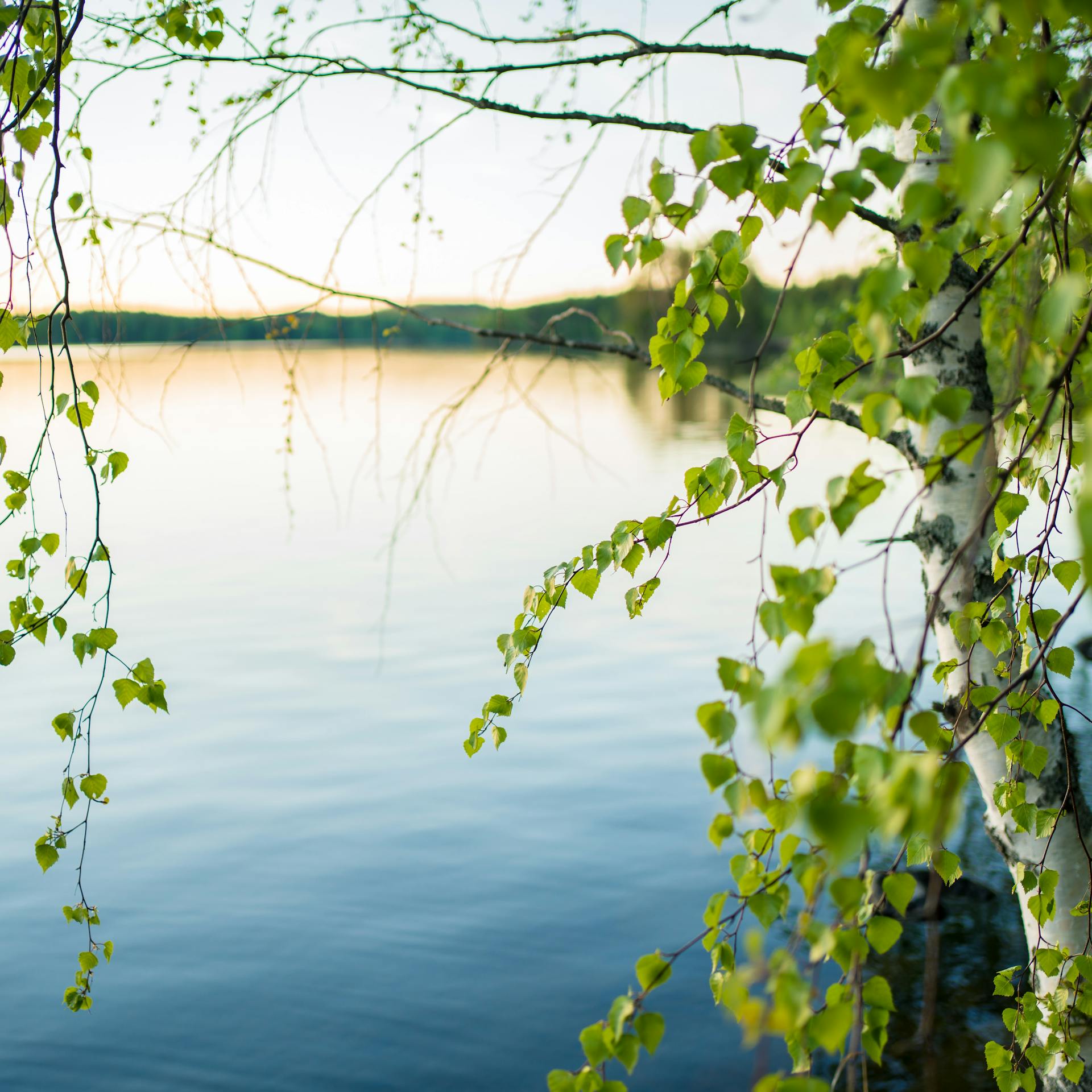 Maisemakuva sinisestä järvestä kesäiltana. Etualalla koivu.