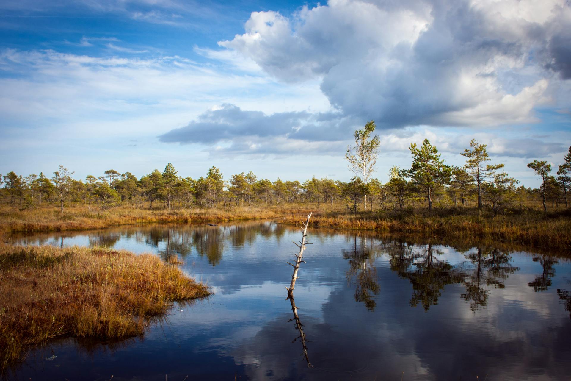 Nordic swamp with small trees and a pond