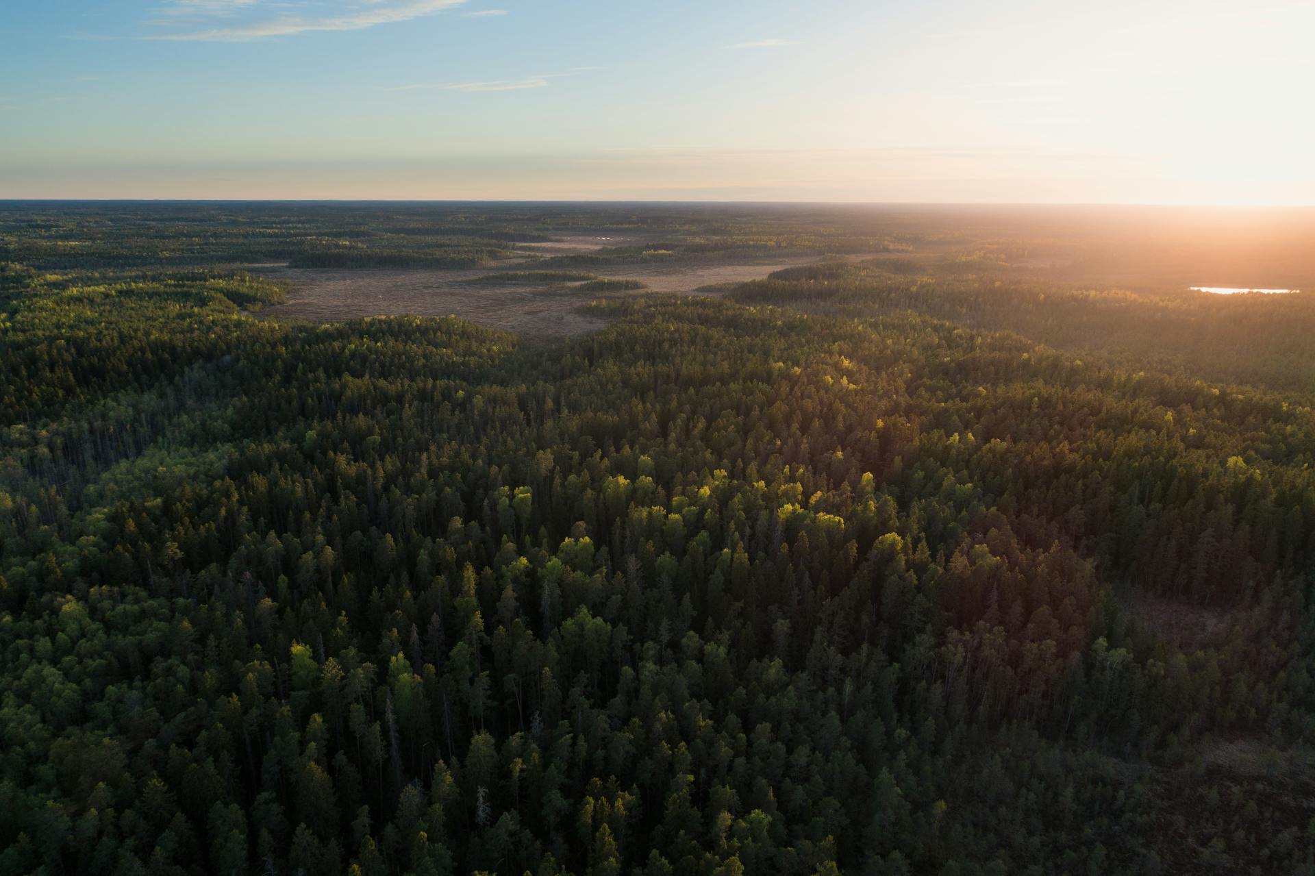 A forest with a sunset view from the above.