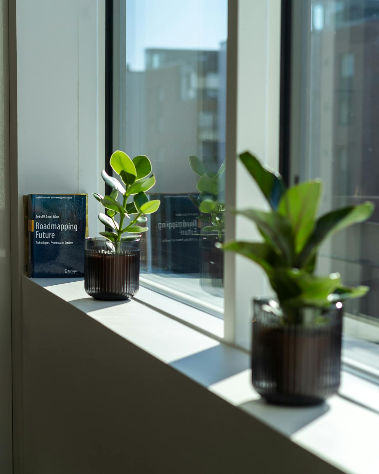 Plants on a window sill