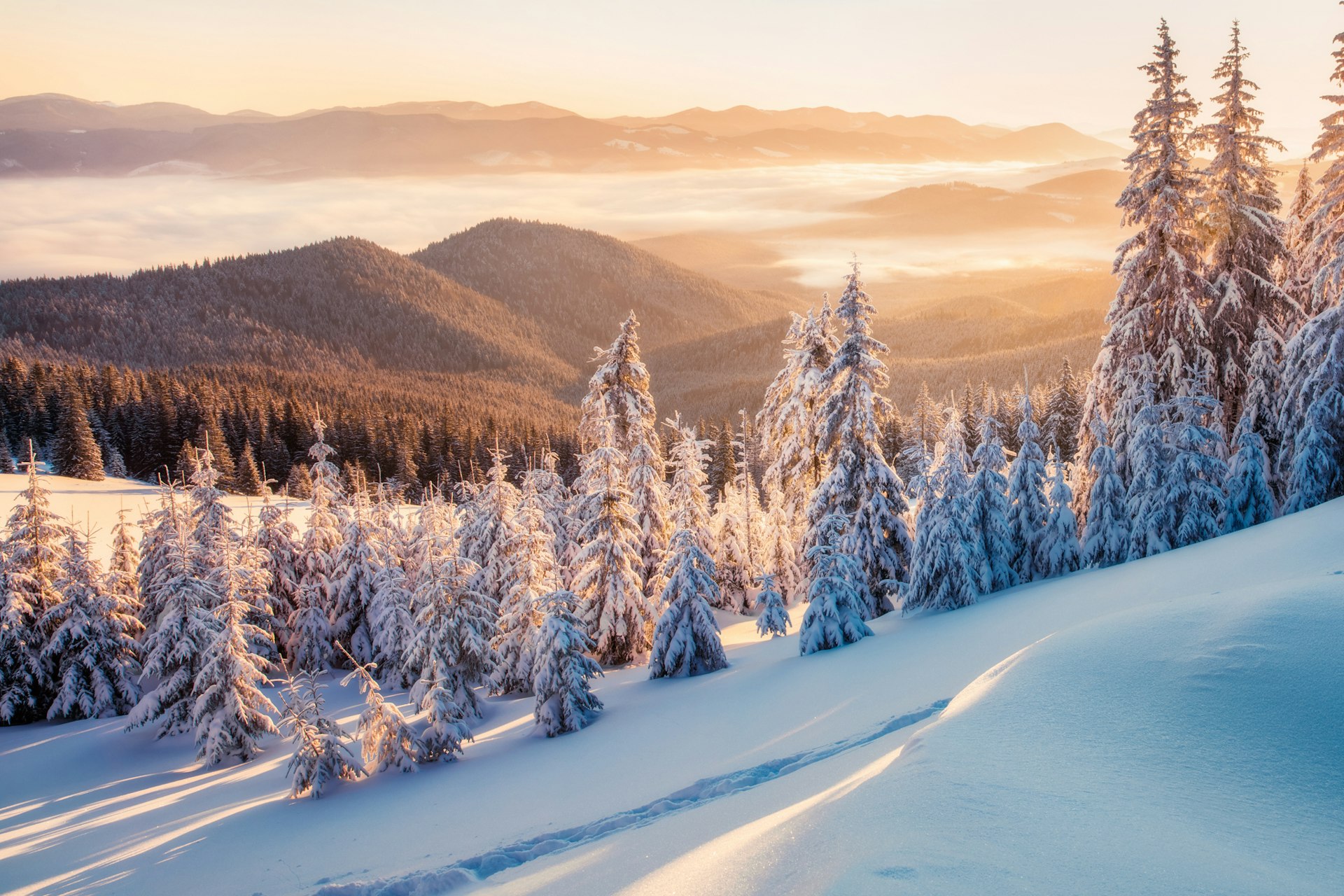 Impressive winter morning in Carpathian mountains with snow covered fir trees. Colorful outdoor scene. Artistic style post processed photo.