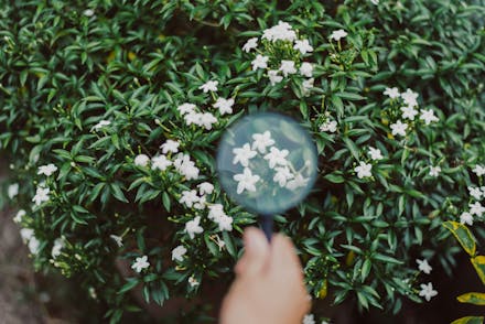 Woman researcher using magnifying glass for analysis and examining flower with studying data in the garden,Blurred and close up
