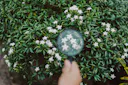 Woman researcher using magnifying glass for analysis and examining flower with studying data in the garden,Blurred and close up