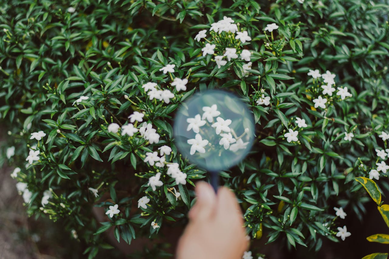 Woman researcher using magnifying glass for analysis and examining flower with studying data in the garden,Blurred and close up