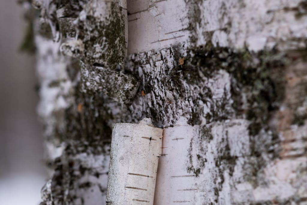 Close-up of the trunk of a white birch with a curl of birch bark