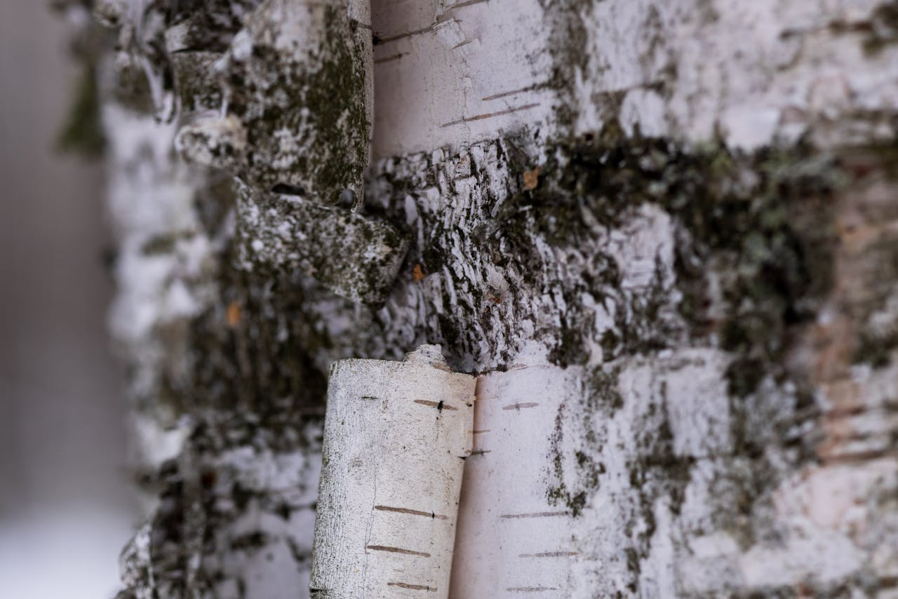 Close-up of the trunk of a white birch with a curl of birch bark