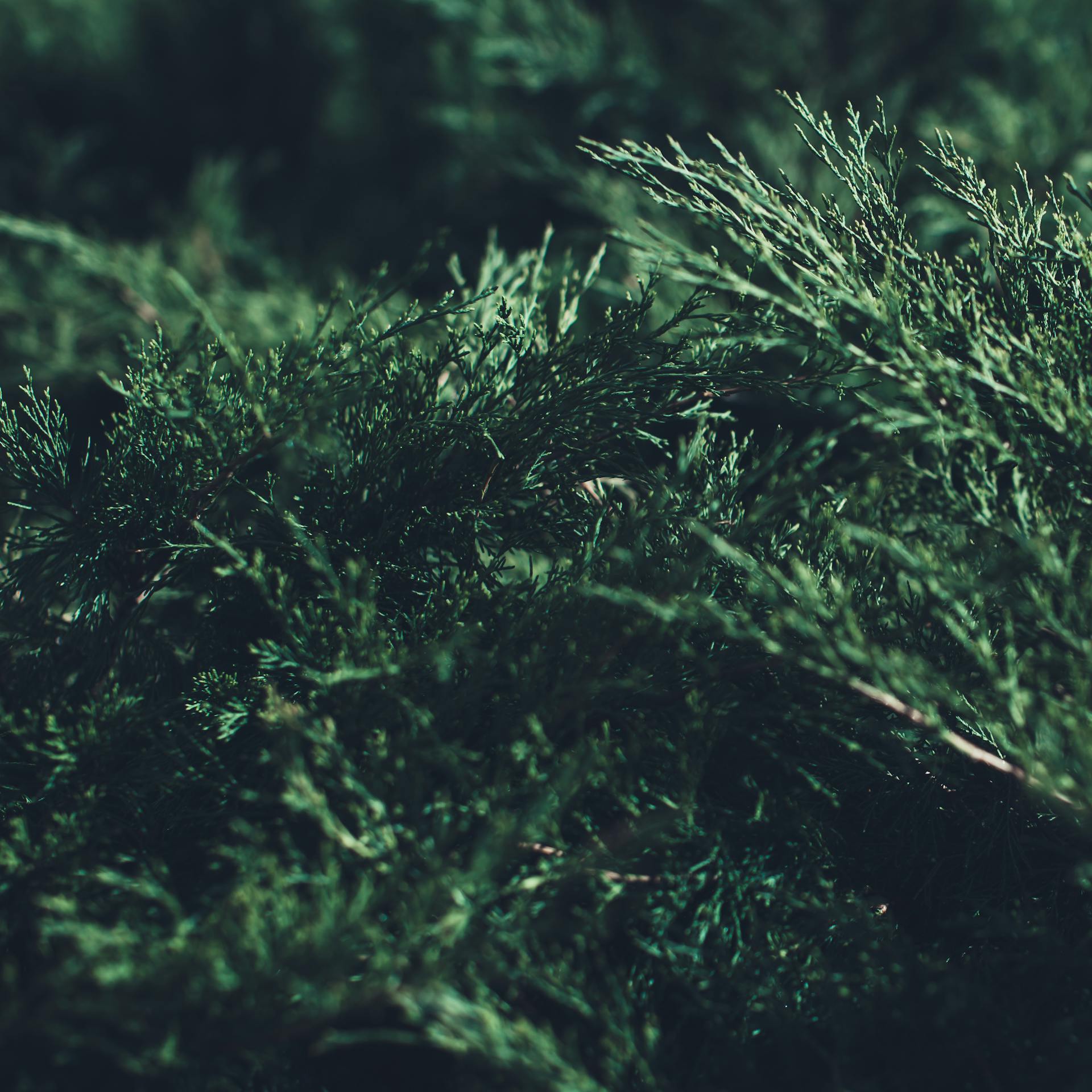 Natural background from plants, colored textures of nature