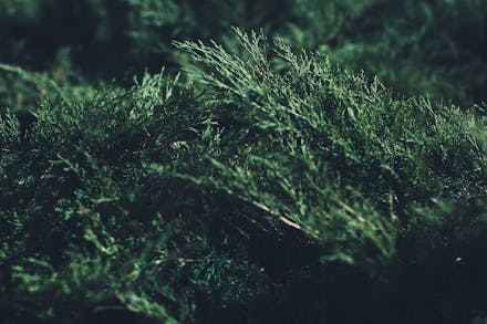 Natural background from plants, colored textures of nature