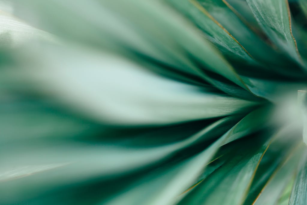Macro photo of agave leaves.