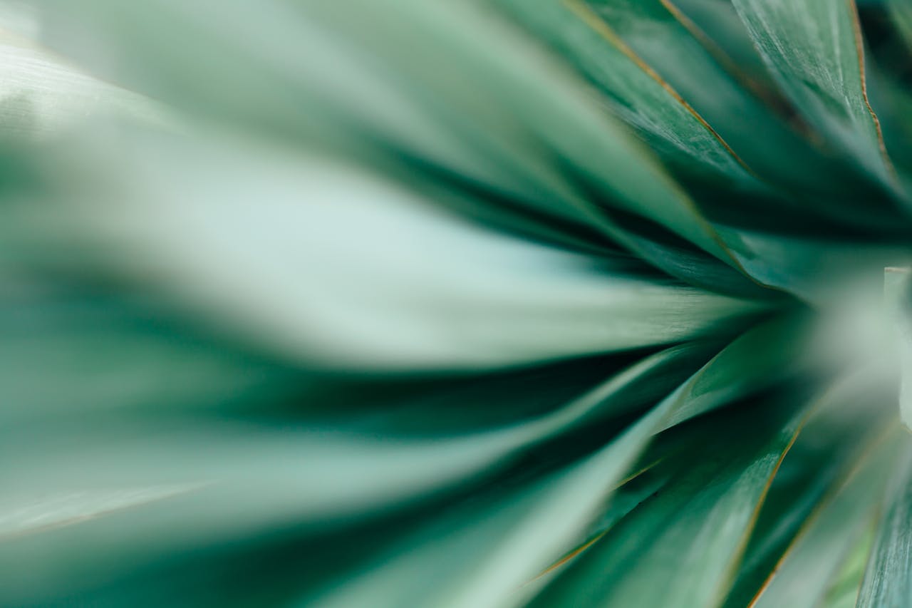 Macro photo of agave leaves.
