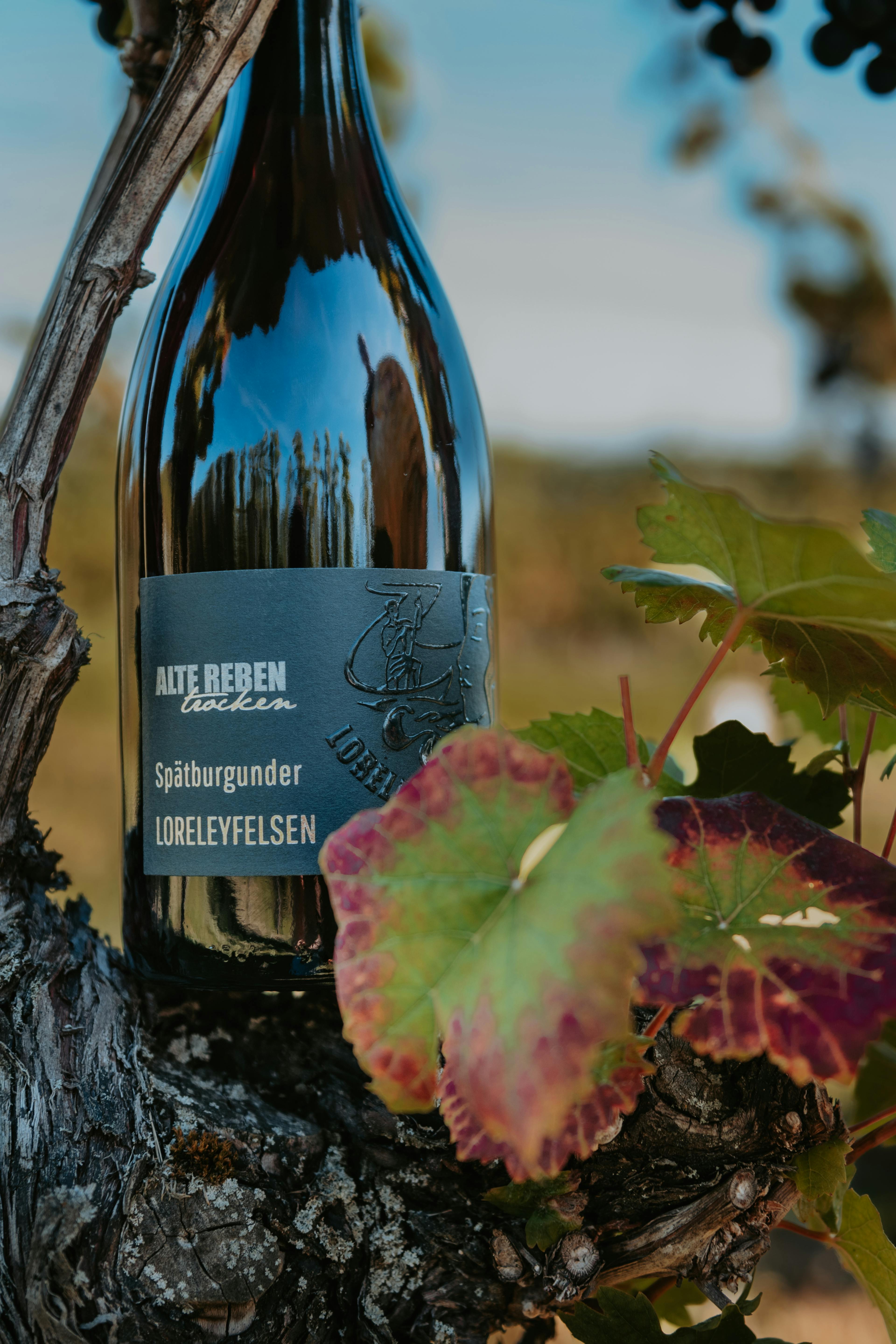Weinflasche auf einer Rebe