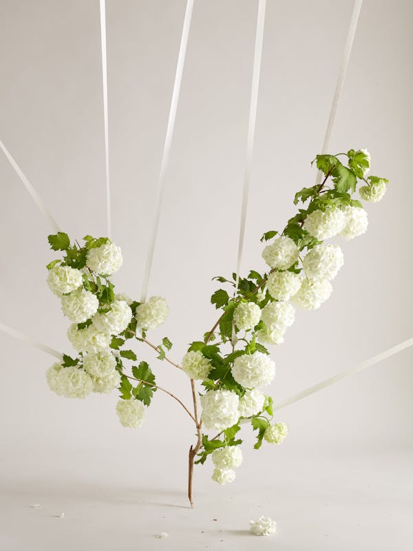 A branch of white snowball is held in place by white tape.