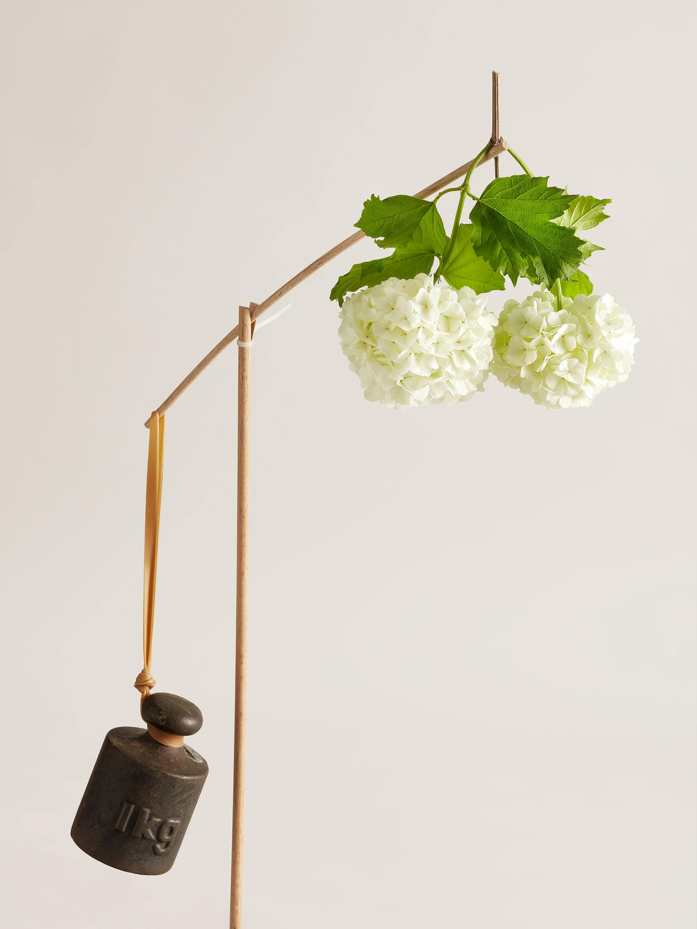 A snowball flower balanced with a 1 kg weight