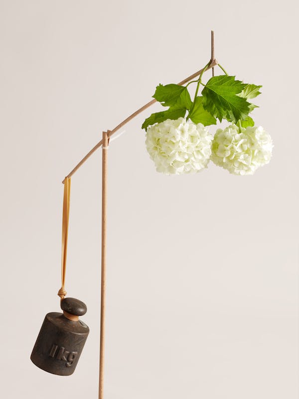 A snowball flower balanced with a 1 kg weight