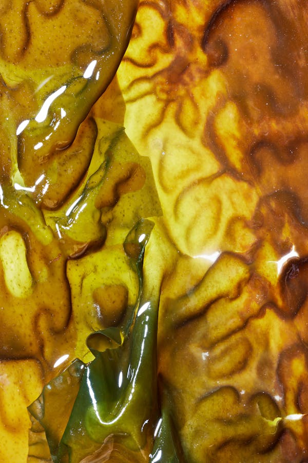 Close-up of an algae leaf