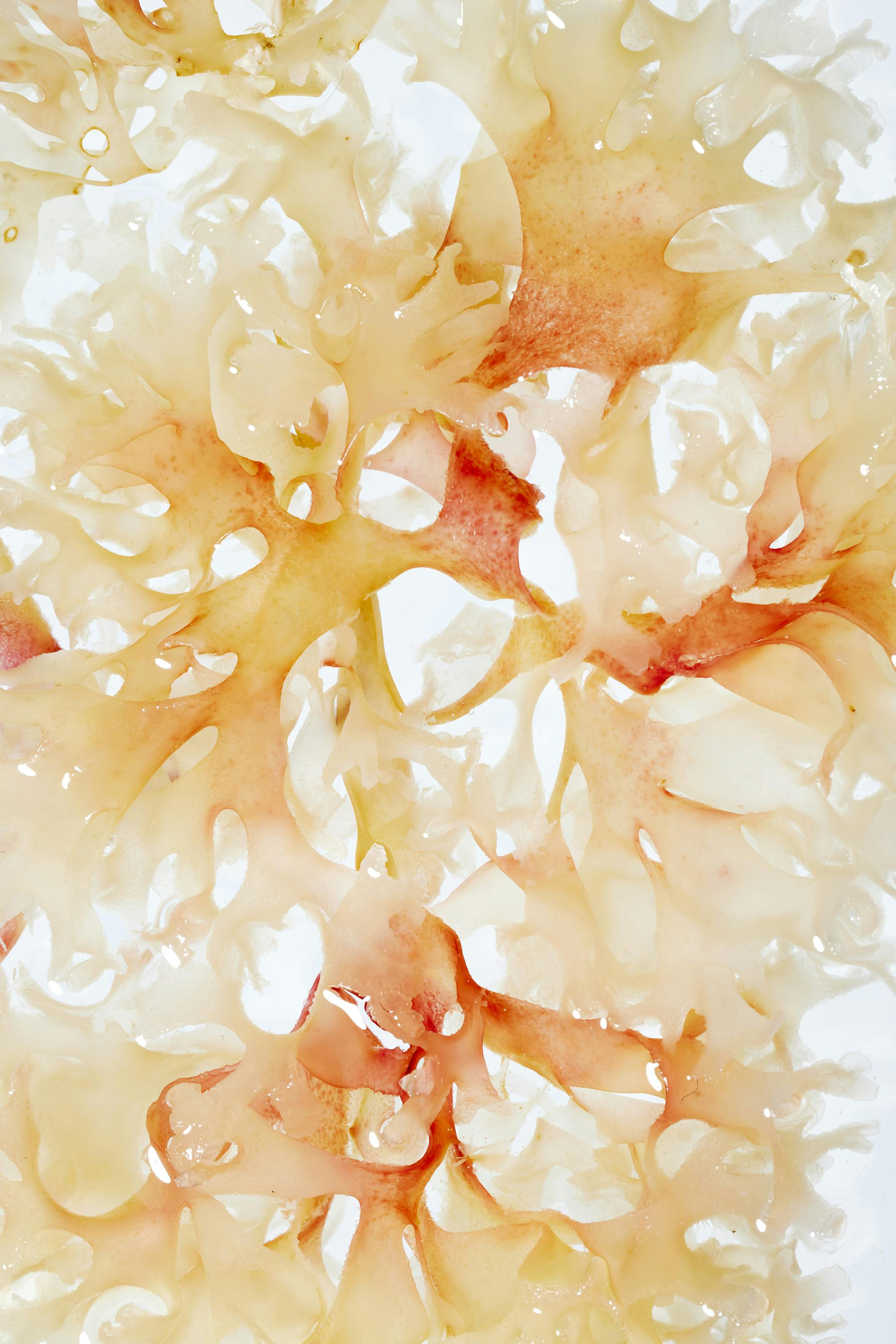 Close-up of an algae leaf