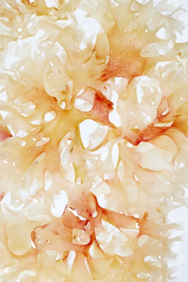 Close-up of an algae leaf