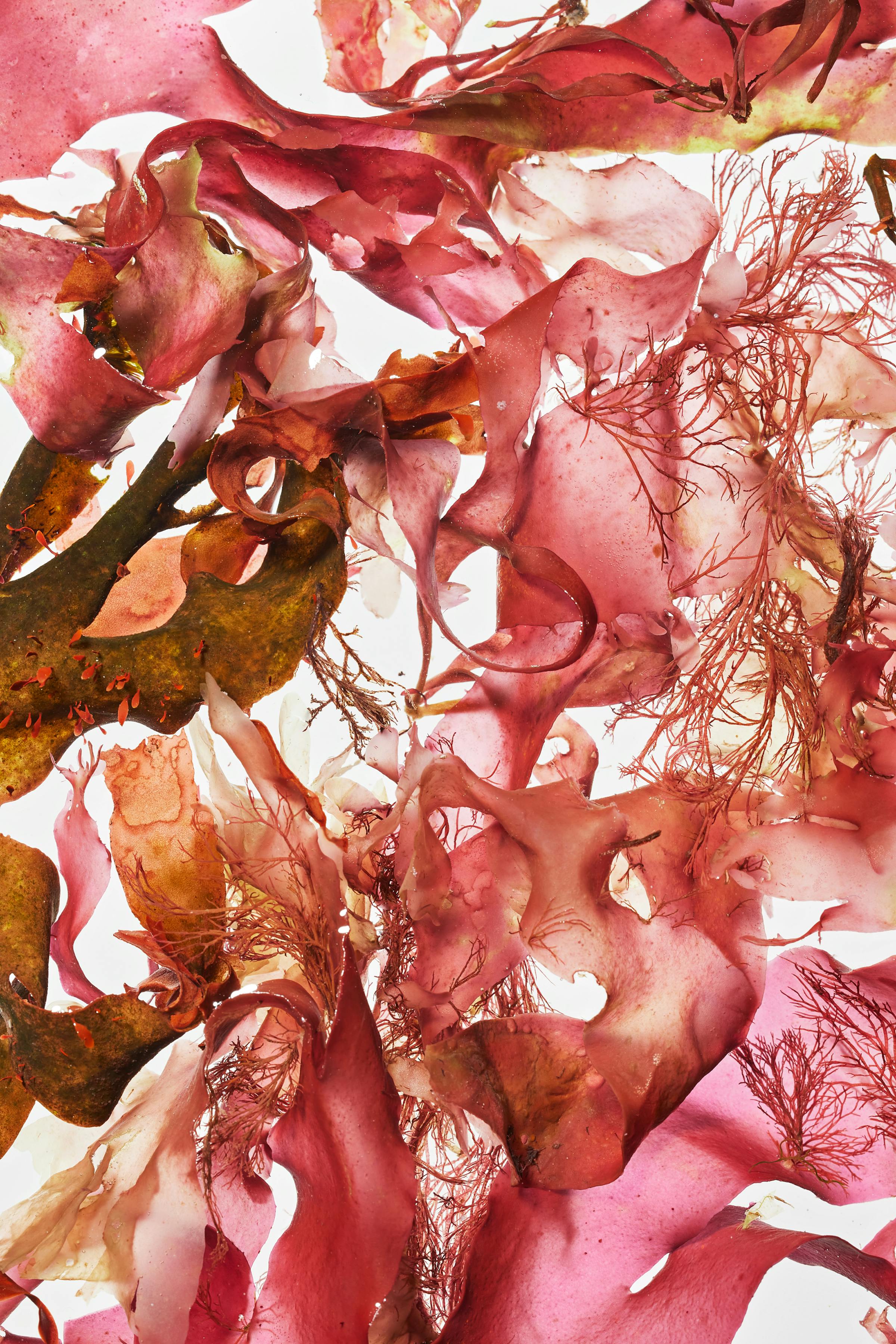 Close-up of an algae leaf in red color