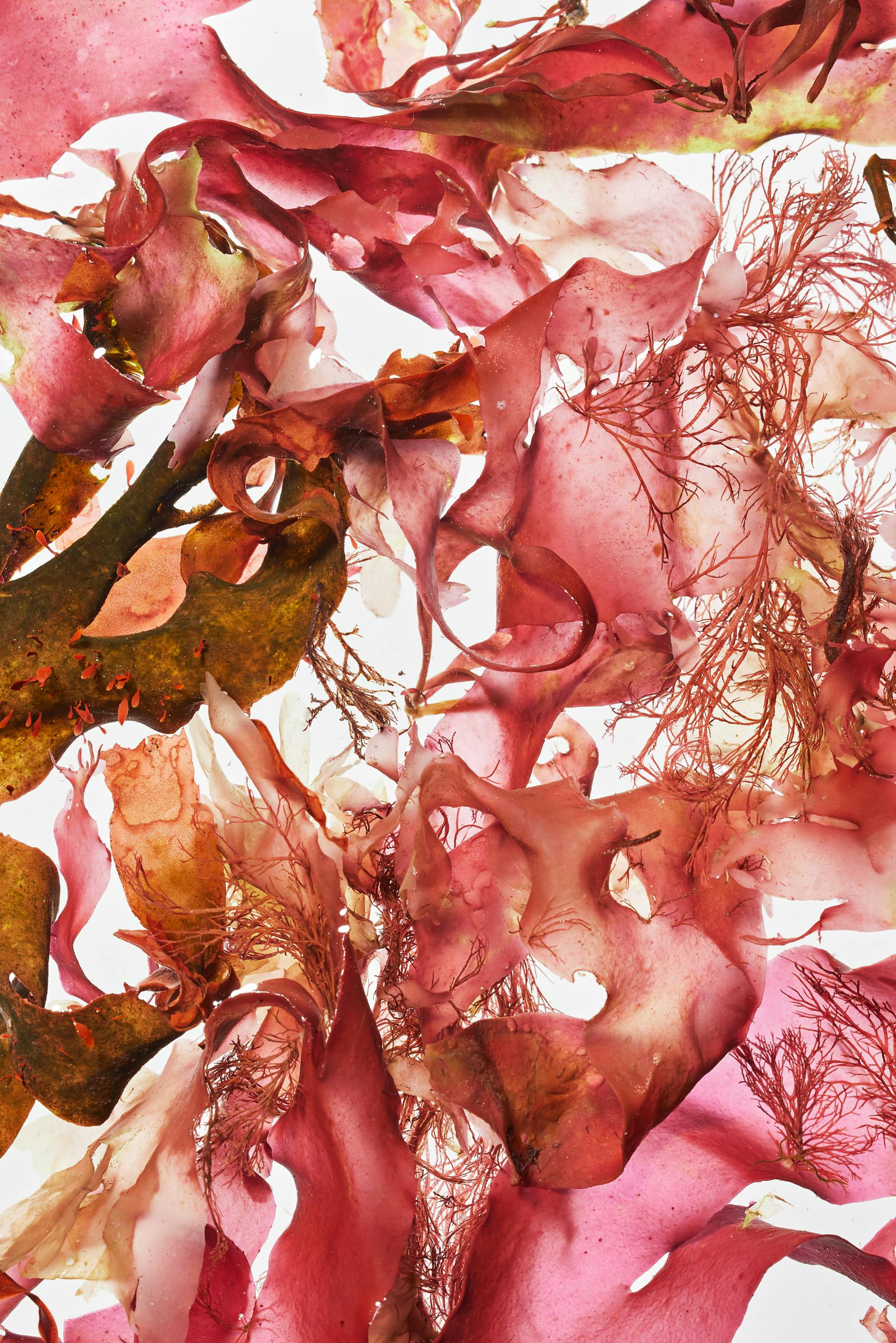 Close-up of an algae leaf in red color