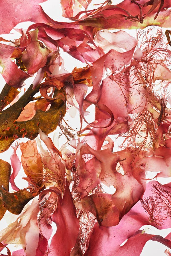 Close-up of an algae leaf in red color