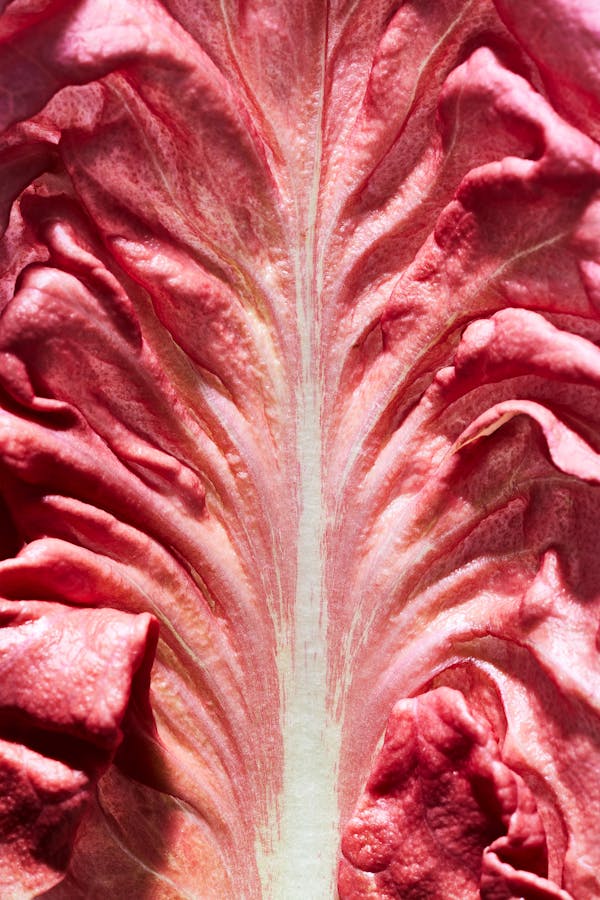Close-up of a ciccorino leaf