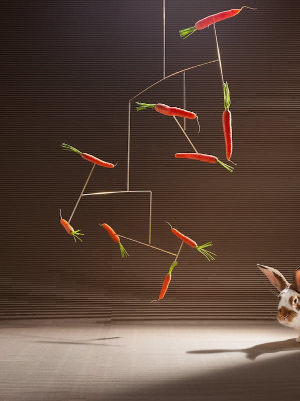 Carrot mobile with a white rabbit in an abstract studio setting