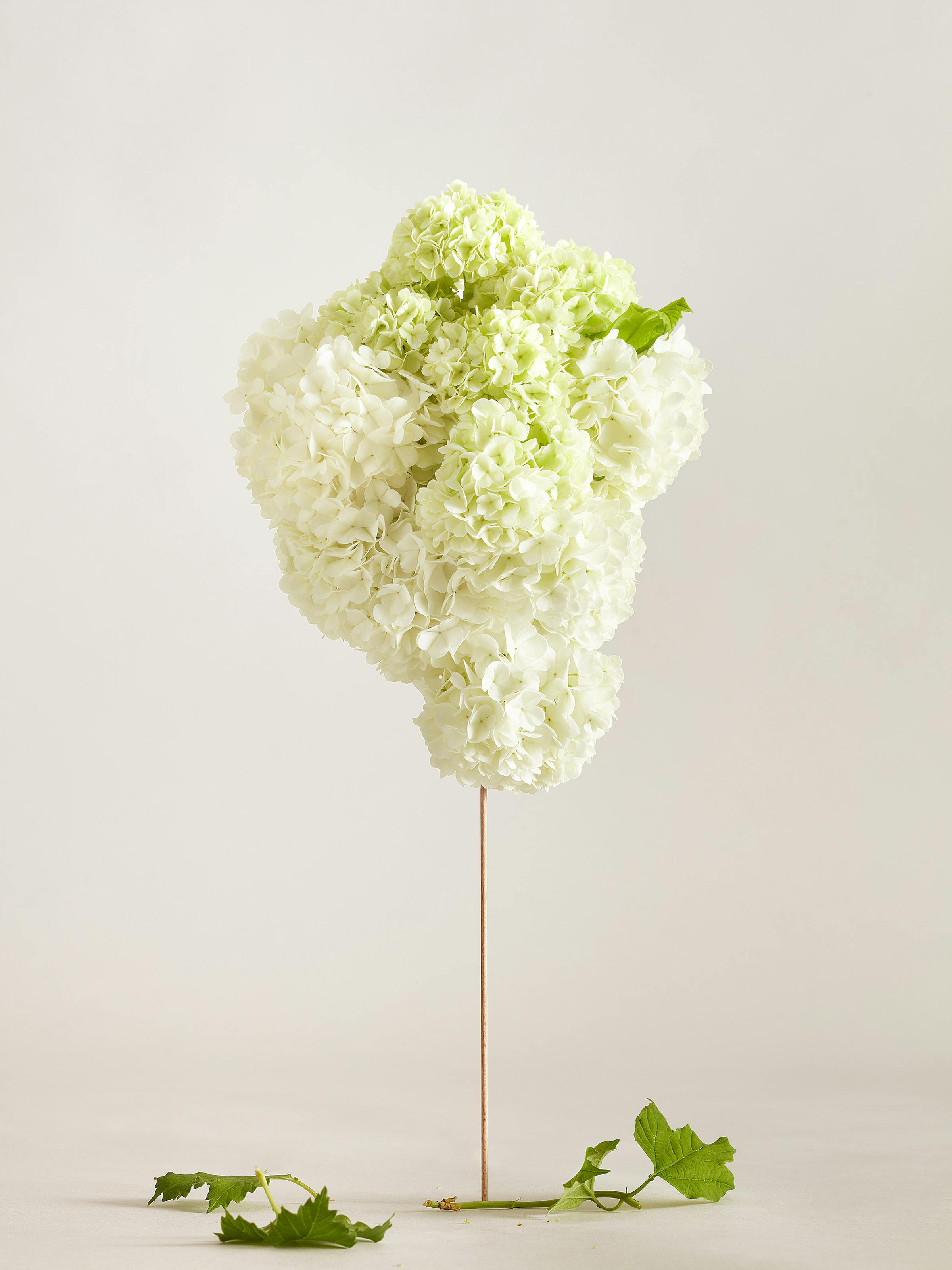 many white snowball flowers on a wooden stick