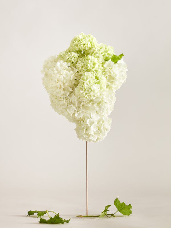 many white snowball flowers on a wooden stick