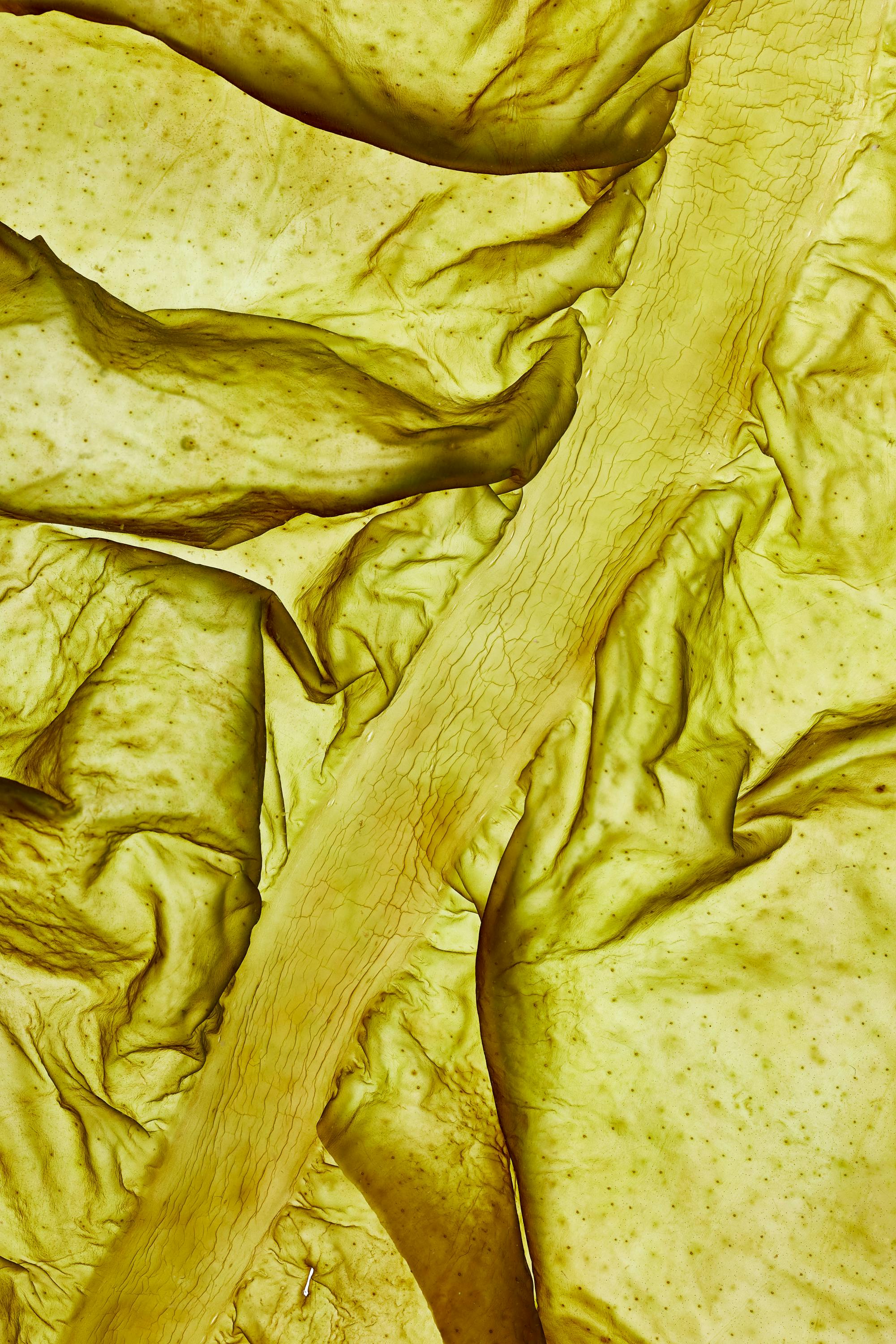 Close-up of an algae leaf