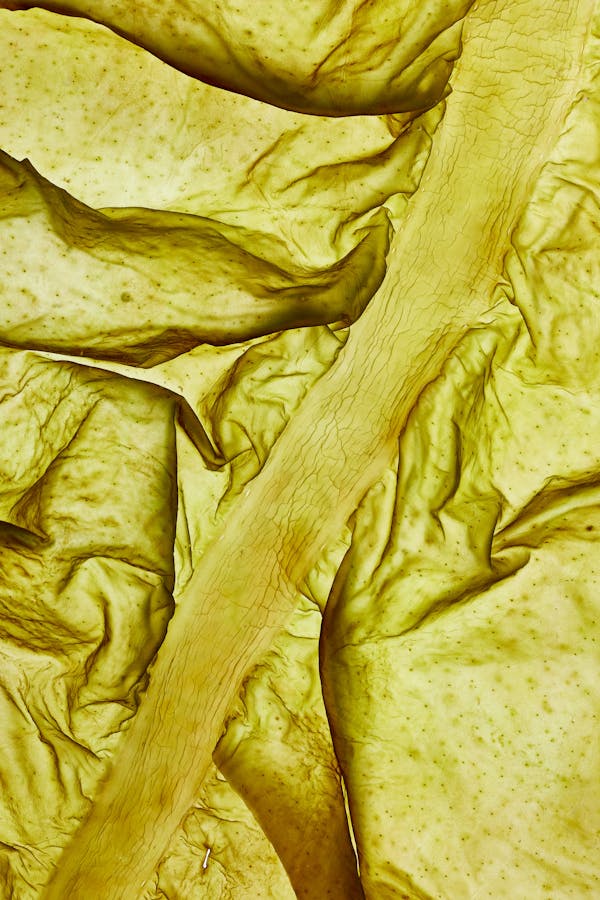 Close-up of an algae leaf