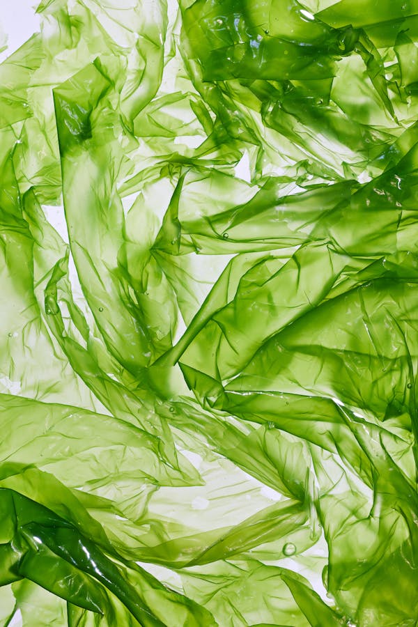 Close-up of an algae leaf