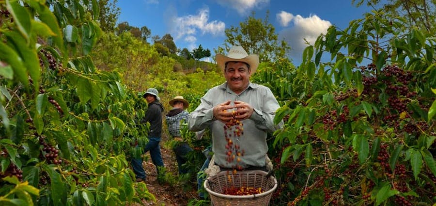 Man harvesting coffee beans