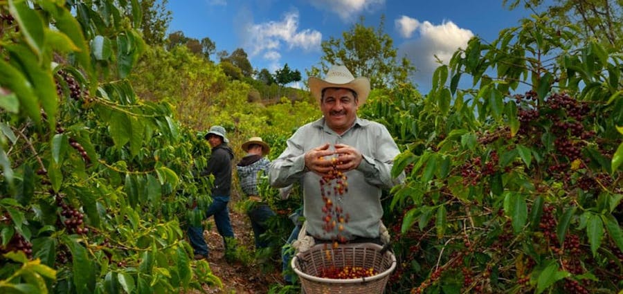 Man harvesting coffee beans 