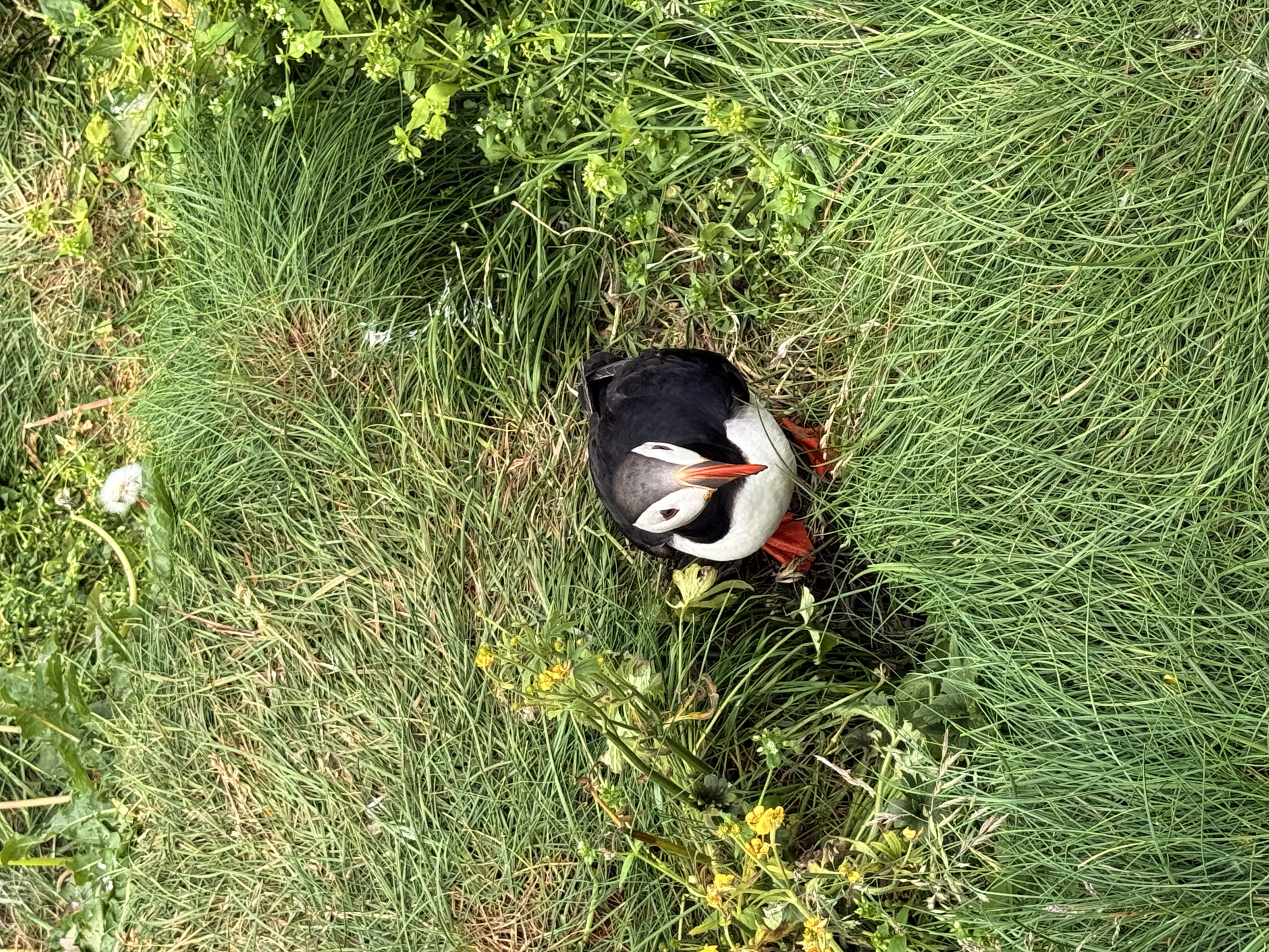 Puffin in Iceland