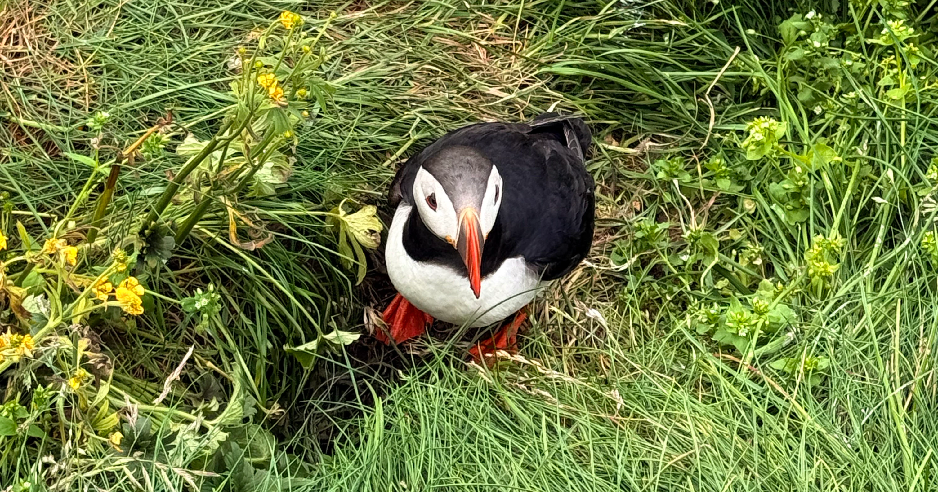 Puffin in Iceland