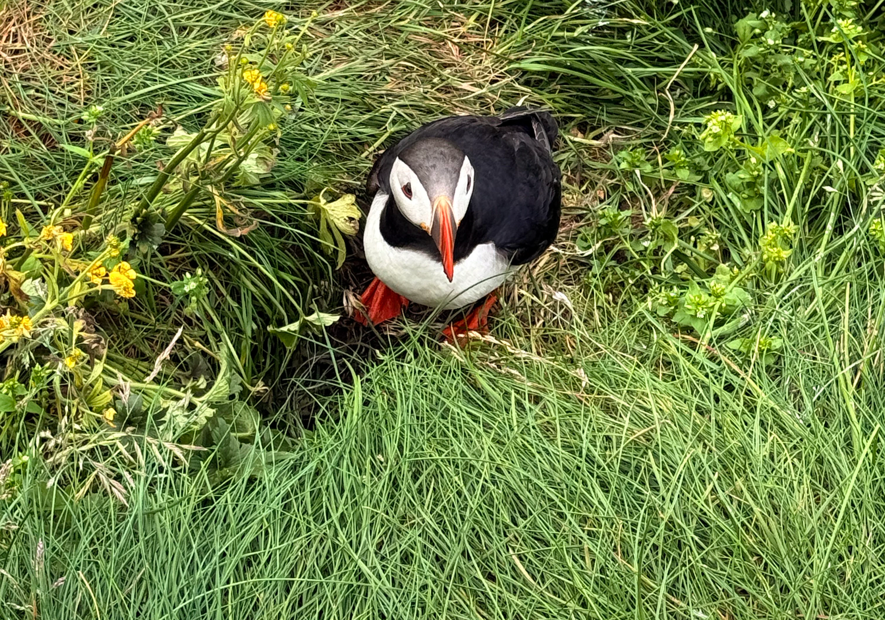 Puffin in Iceland